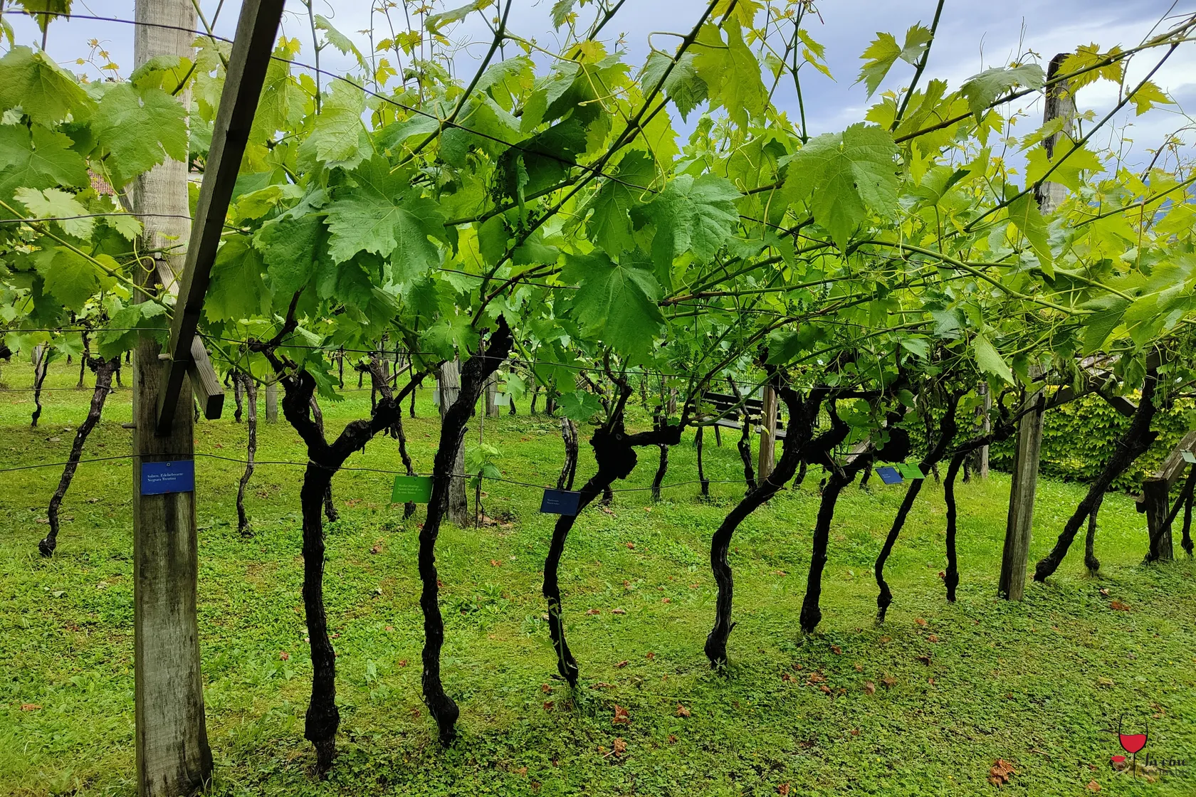 Tipologie vigneti e uve Percorso istruttivo Museo Provinciale del Vino di Caldaro