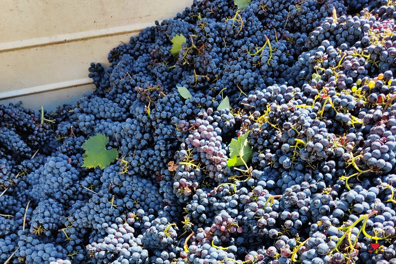 Uva appena raccolta -vendemmia 2022