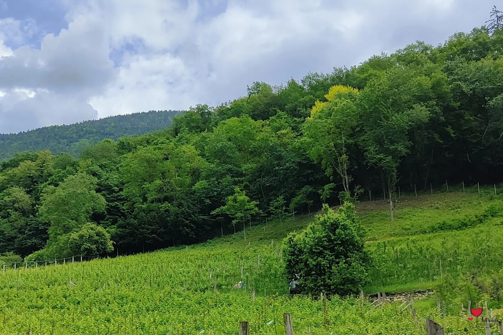 Vigneti e bosco Dornach Patrick Uccelli