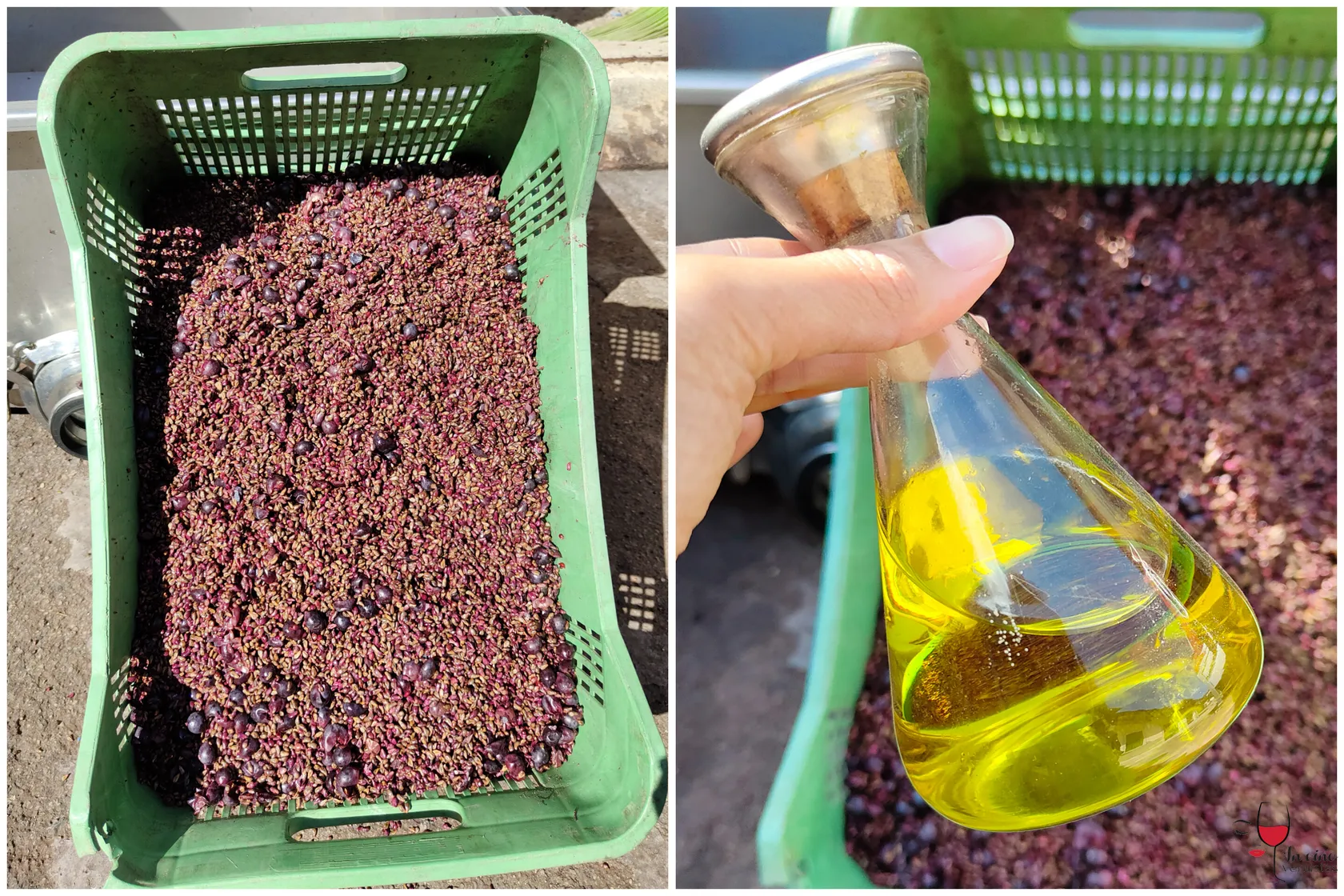 Vinaccioli freschi e Olio di Vinaccioli Fattoria di San Leo