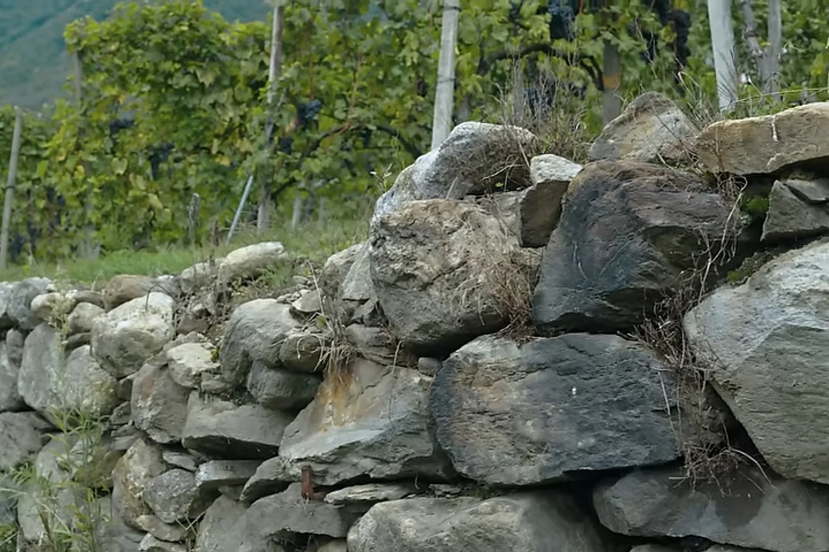 Terrazzamenti a secco Cantina ARPEPE Valtellina