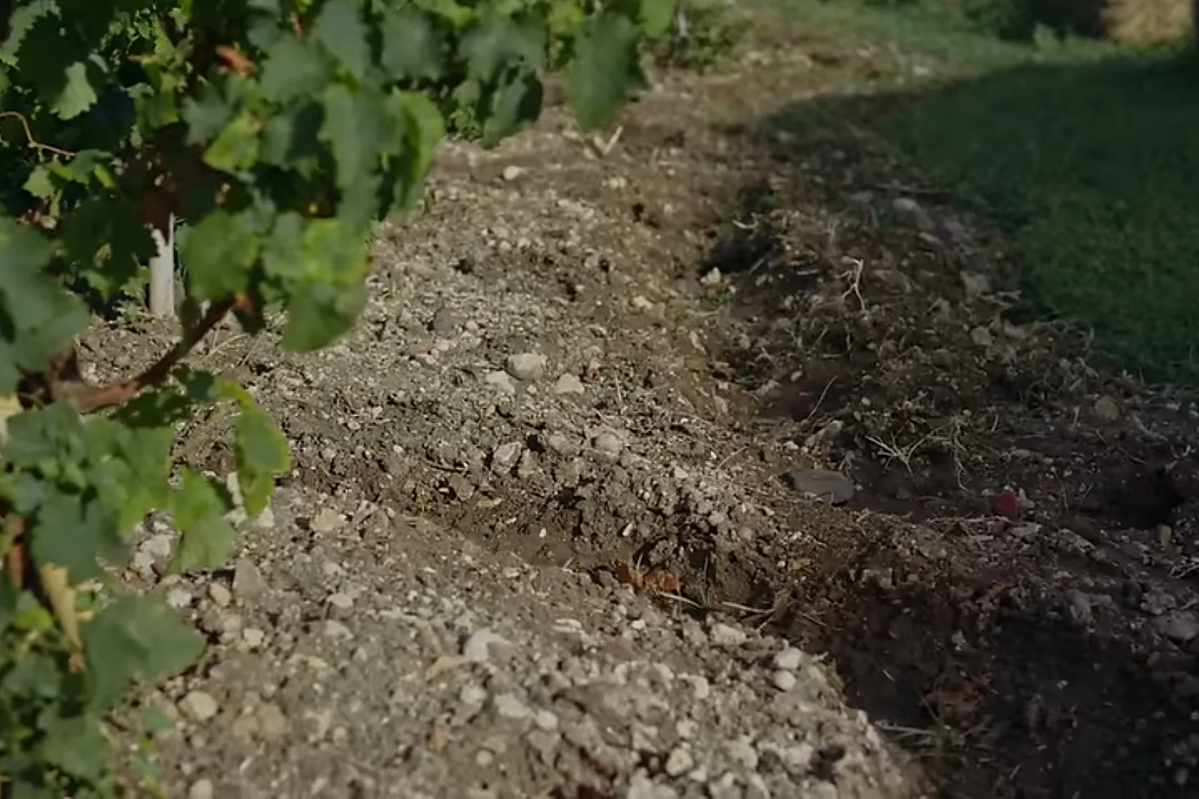 Vigneti Cantine Pupillo -Documentario Gradi Will