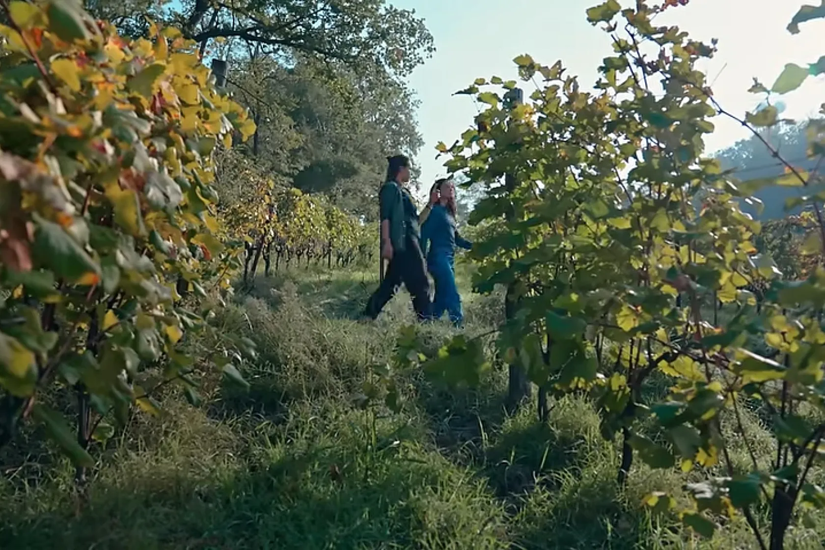 Vigneti Cantina FIVI Giovanna Madonia - Documentario Gradi